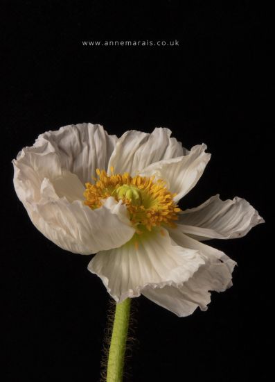 Anne Marais Photography UK (1)