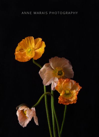 Anne Marais Photography UK (2)