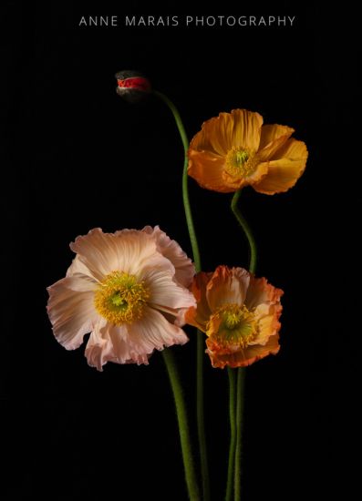 Anne Marais Photography UK